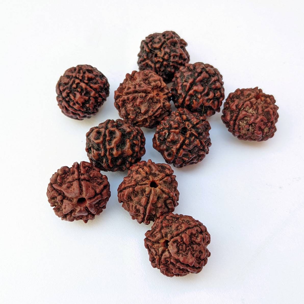 10 Beads - Natural 5 Mukhi Rudraksha dard brown