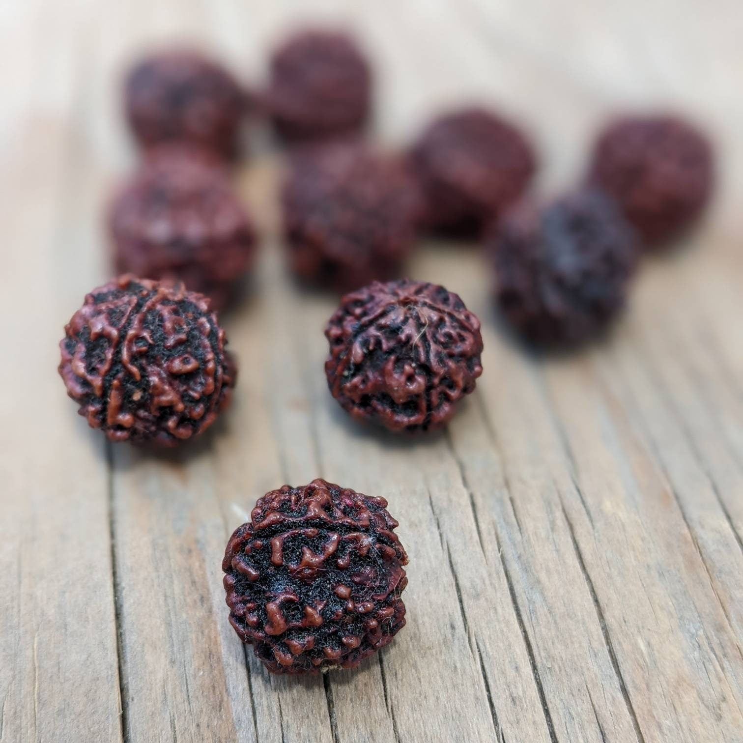 10 Beads - Natural 5 Mukhi Rudraksha dard brown