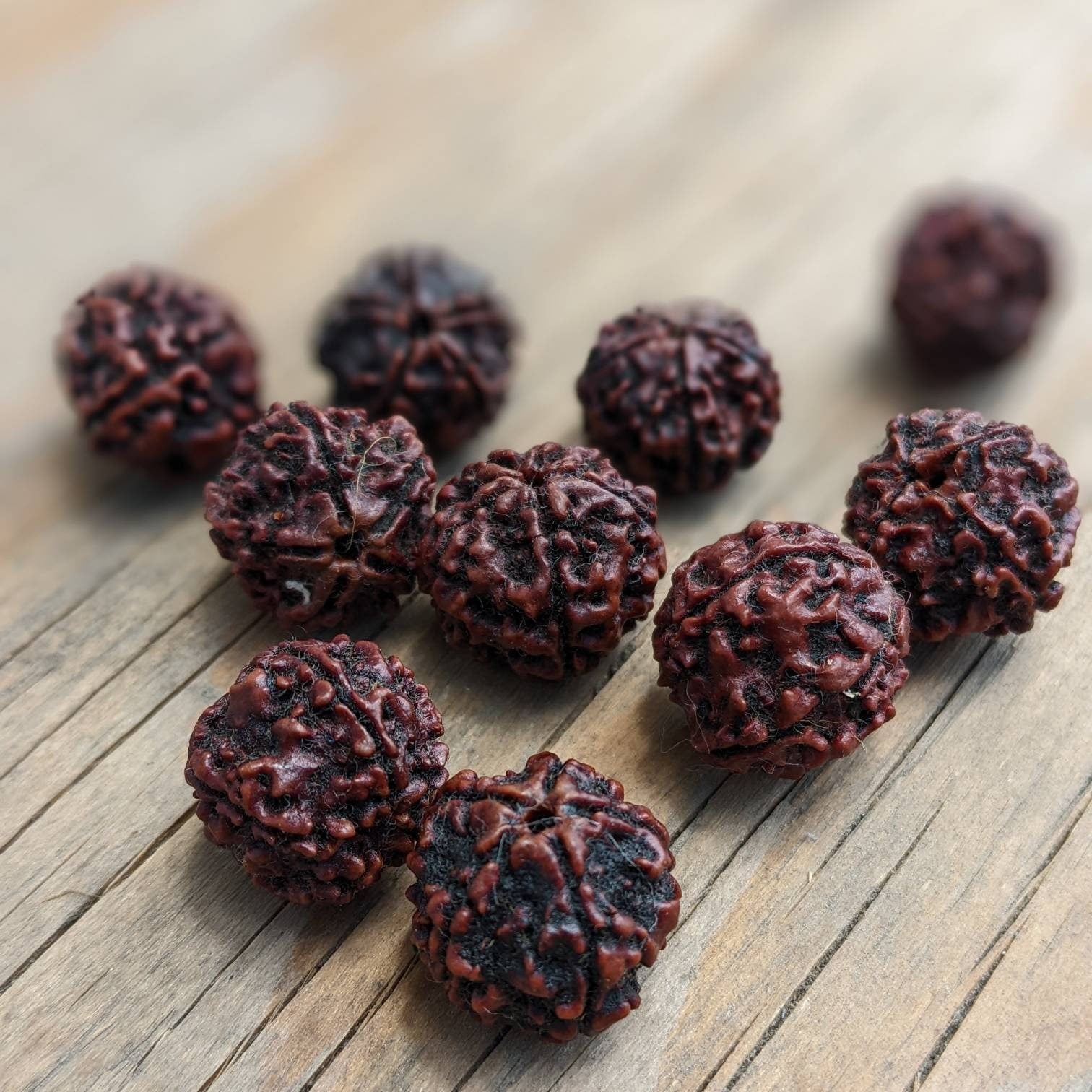 10 Beads - Natural 5 Mukhi Rudraksha dard brown
