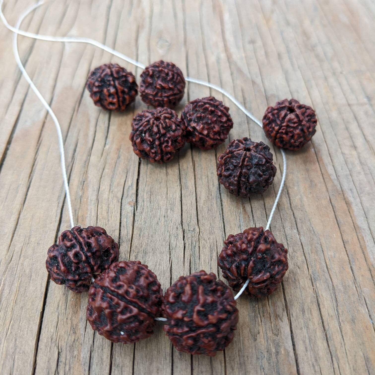 10 Beads - Natural 5 Mukhi Rudraksha dard brown
