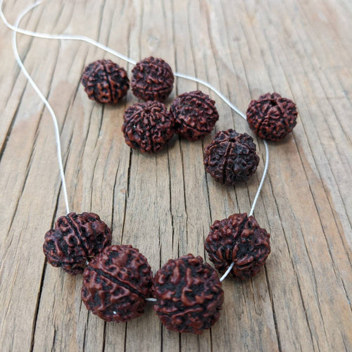 10 Beads - Natural 5 Mukhi Rudraksha dard brown