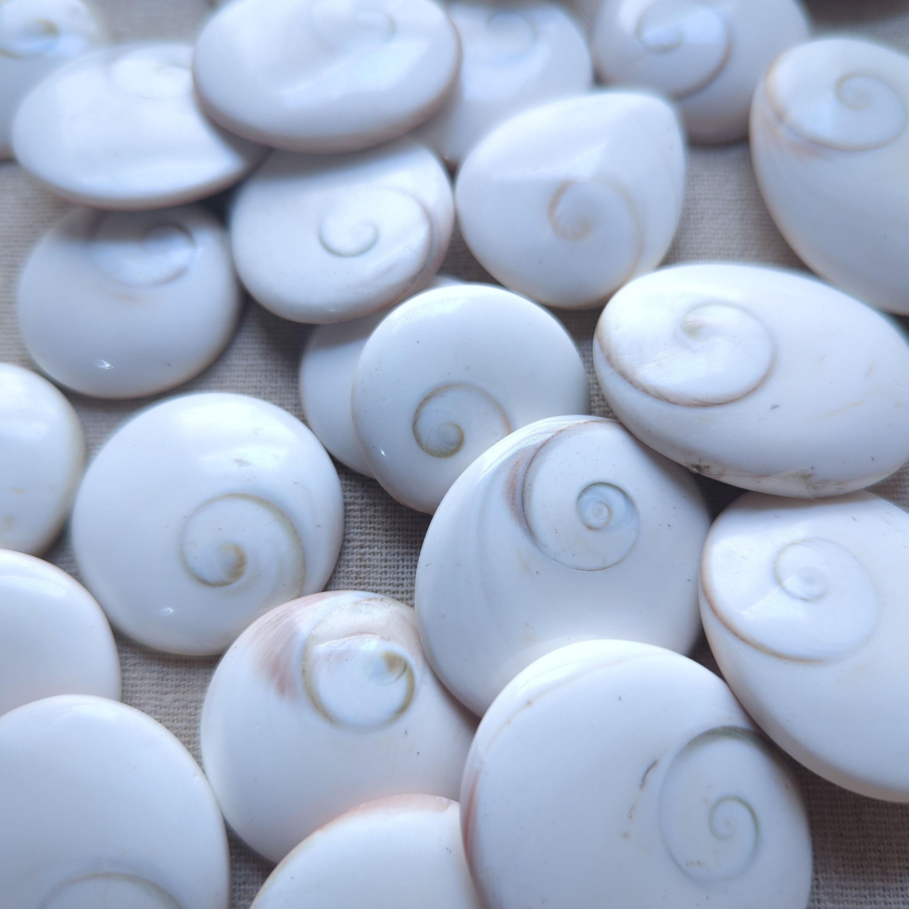Shiva Eye Shell Shaped Round Disk conch shell