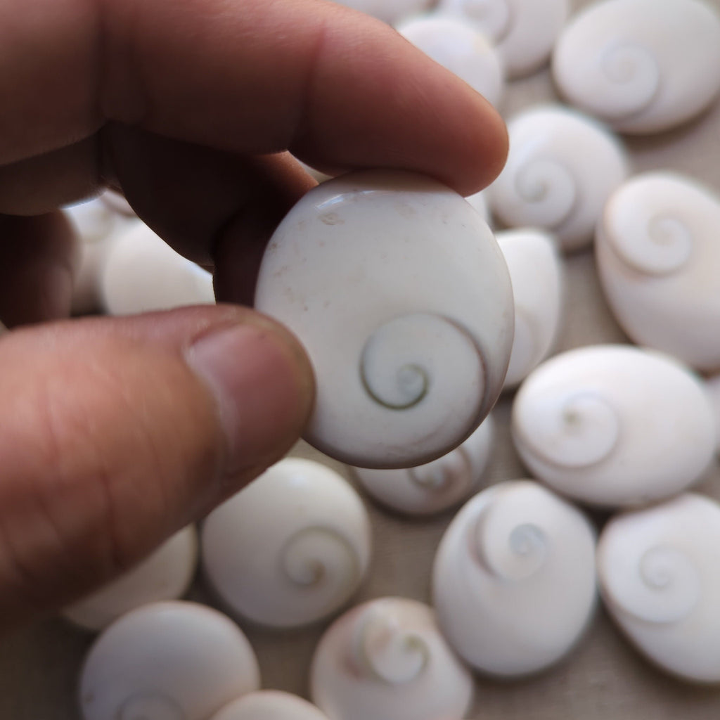 Shiva Eye Shell Shaped Round Disk conch shell