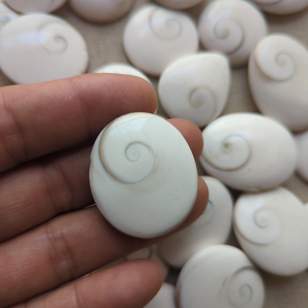Shiva Eye Shell Shaped Round Disk conch shell