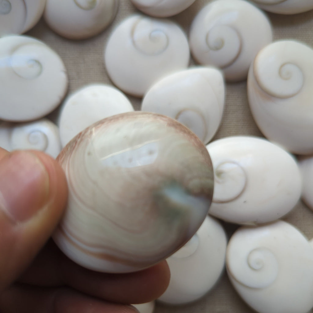 Shiva Eye Shell Shaped Round Disk conch shell