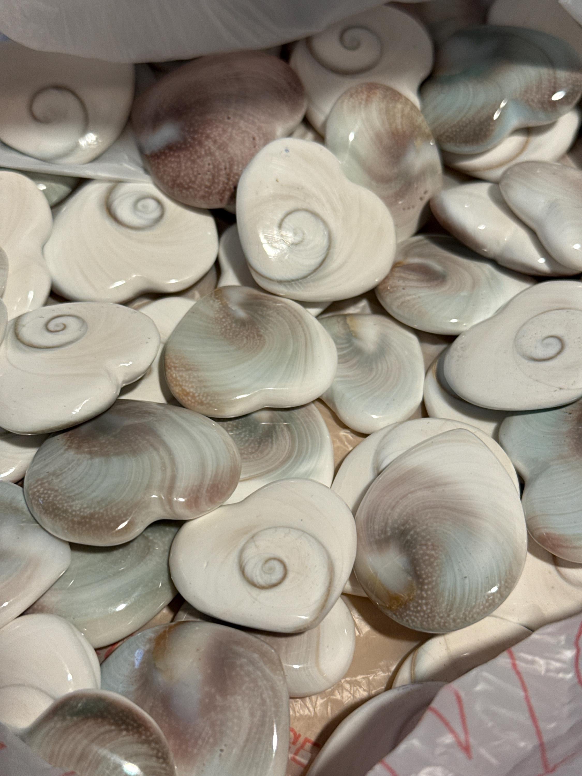 Shiva Eye Shell Shaped Round Disk conch shell